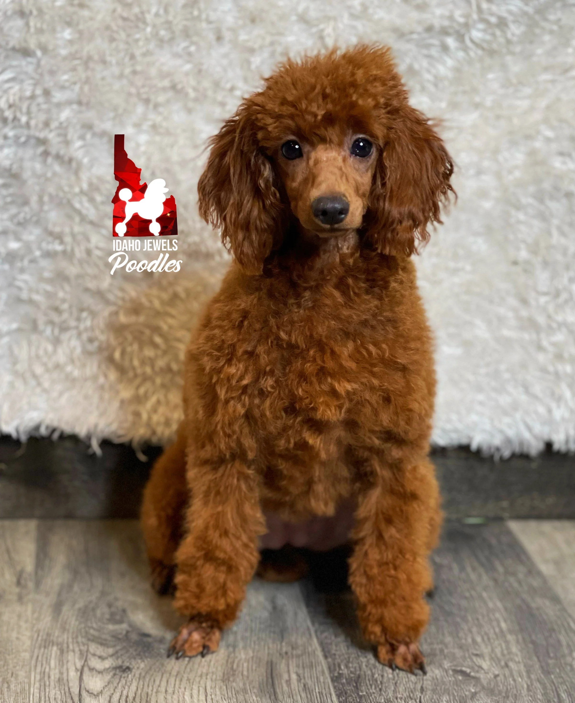 Oversized top toy poodle